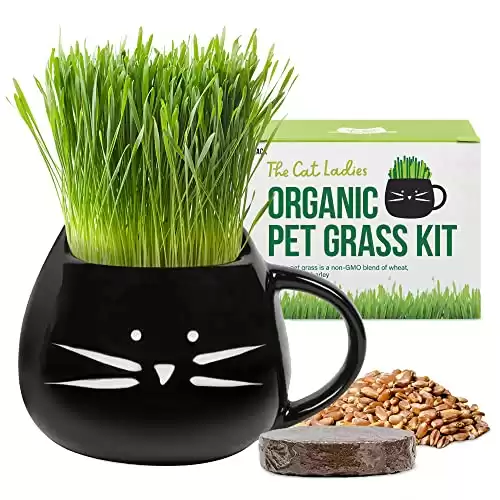 The Cat Ladies Organic Cat Grass Growing kit with Seed Mix, Soil and Black Cat Planter. Natural Hairball Control and Digestion Remedy for Cats