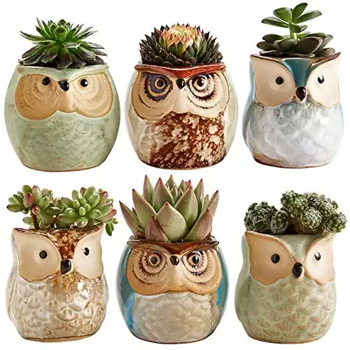Owl Ceramic Pot for Succulents