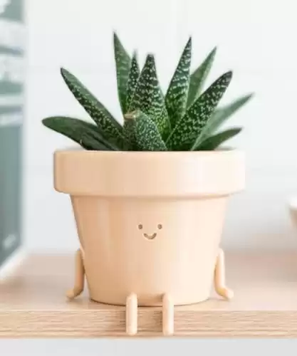 Sitting Succulent