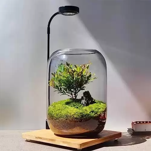 Terrarium for Tiny Plants